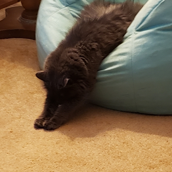 Julie R (AKA Forza) - Meet your posher - Picture 7 of 12